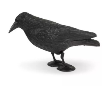 הדחליל המבהיל - עורב